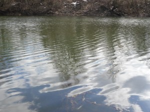 qzovir2702121