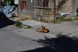 kucheta1509131
