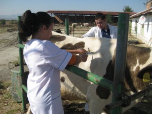 veterinarniq1710134