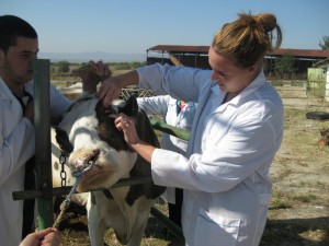 veterinaren1111133