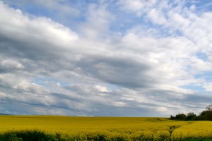 DSC_0084