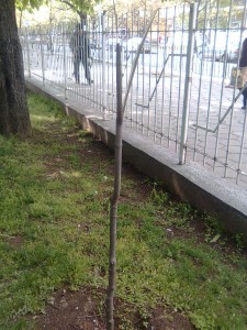 vandali1604141