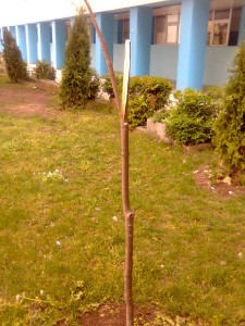 vandali1604142