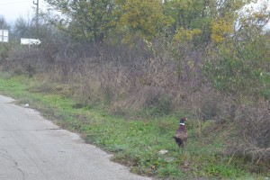 darveta1211147