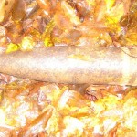 snariad2011141