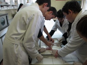 veterinaren1212141