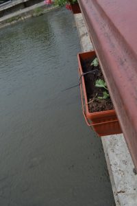 otkradnaticvetia29041611
