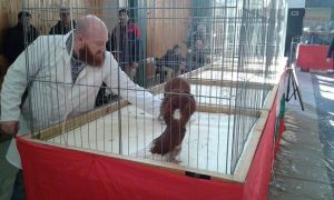 galabi1212161 Четвърта специална изложба на руските породи гълъби се проведе в Ловеч. 82 участници и 1500 пернати питомци бяха показани на събитието