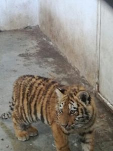 tiger2912162 Две тигърчета, мъжко и женско, са най-новите обитатели на ловешкия зоопарк