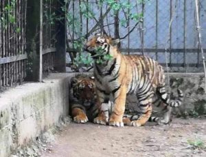 1 zoo 1 Малката Преслава Методиева (7 г.) от Ловеч стана кръстник на мъжкото тигърче от зоопарка и то вече носи името Тимур