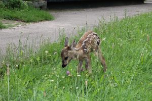 zooparklovech300517 1 Карнавал на малките животни ще бъде организиран в Зоопарк – Ловеч по повод 1 юни