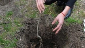 zalesiavane1204181 Акция по залесяване под мотото „Децата и гората на България за бъдещето на зелена Европа“ ще се състои в събота, 14.04.2018 г. от 9,30 часа