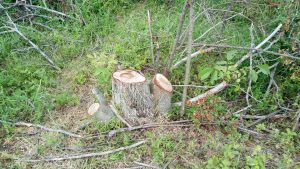narushenia2006182 Жители на с. Пресяка чакат отговор от институциите на сигналите си нарушения срещу бившия депутат, днес фермер – Димитър Горов