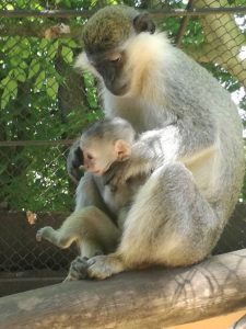 zoomaimun1206181 Бебета бизонче и маймунче се родиха в Ловешкия Зоопарк