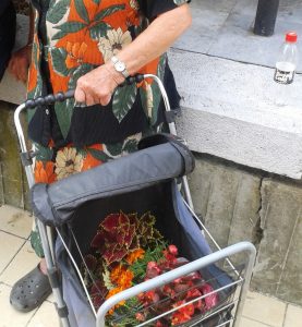 kradla3107181 Съставиха акт на възрастна гражданка, късала декоративни цветя на мост в Ловеч