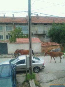 konegoznica2006191 Резултати от проверка по сигнал за свободно пуснати животни в два ловешки квартала