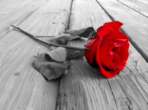 rose803121 На майките създаващи живот, съпругите създаващи огнище, любимите даряващи криле, благодарим, че сте със нас!