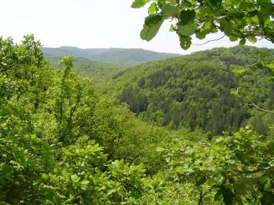 gora908121 Физическо лице ще управлява горските територии, собственост на общината, количеството дървесина за ползване през 2013 г. 1535 пл. куб. м