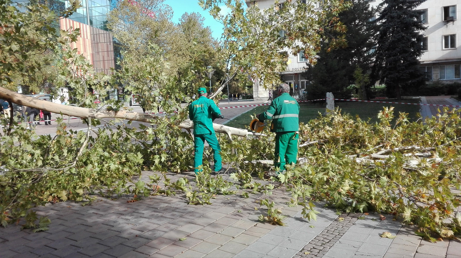 davetaekoead510162 Силният вятър повали две дървета в Ловеч. Размина се без пострадали