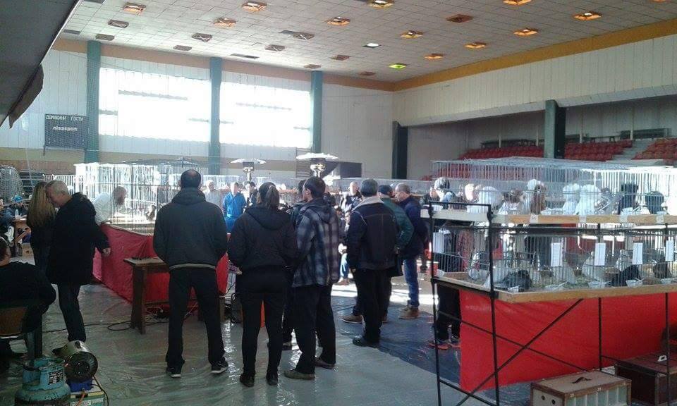 galabi1212163 Четвърта специална изложба на руските породи гълъби се проведе в Ловеч. 82 участници и 1500 пернати питомци бяха показани на събитието