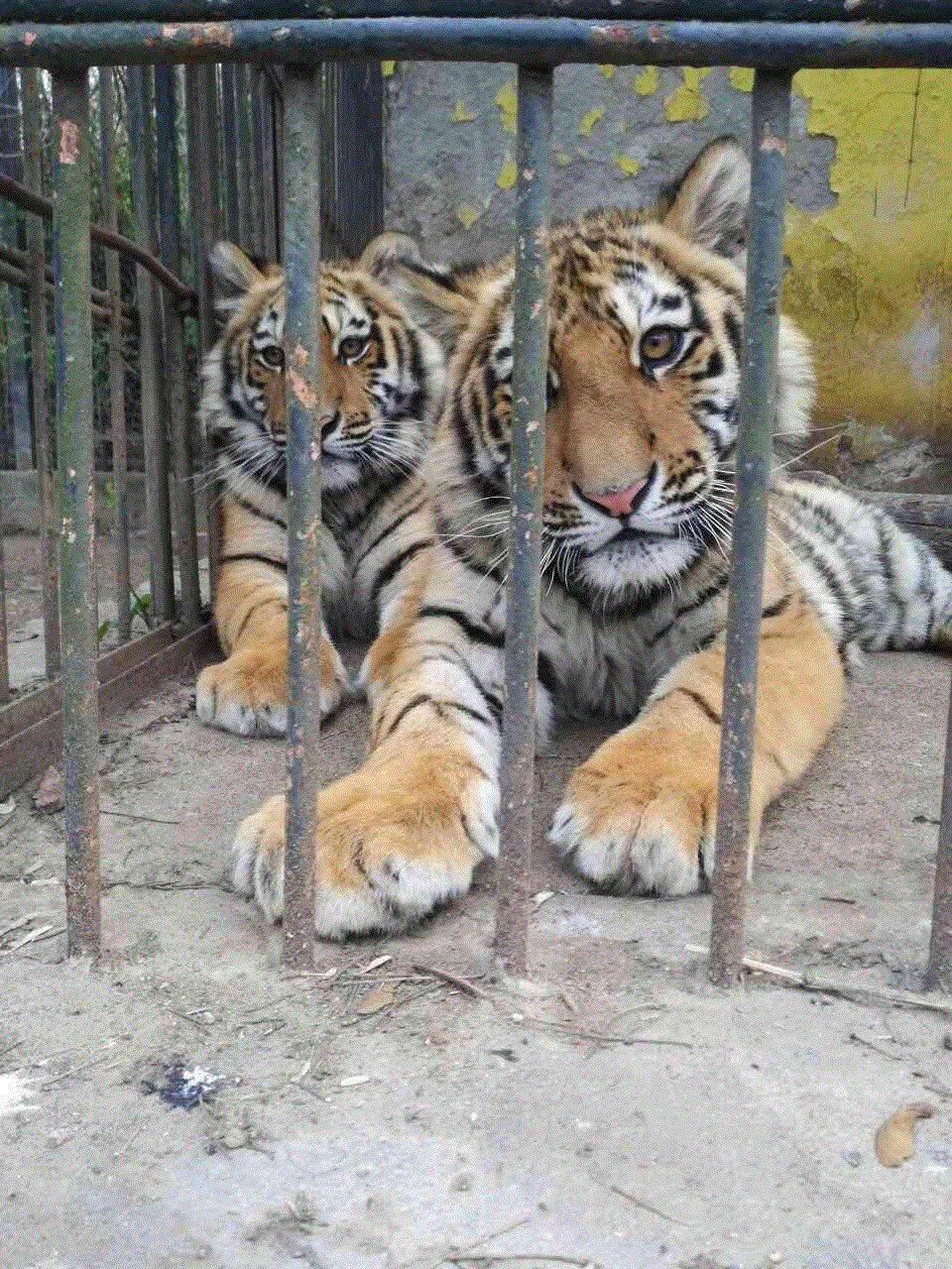 zoolovech30517 1 Малката Преслава Методиева (7 г.) от Ловеч стана кръстник на мъжкото тигърче от зоопарка и то вече носи името Тимур