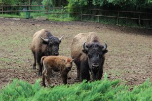zooparklovech300517 2 Ловешкият Зоопарк получи лиценз