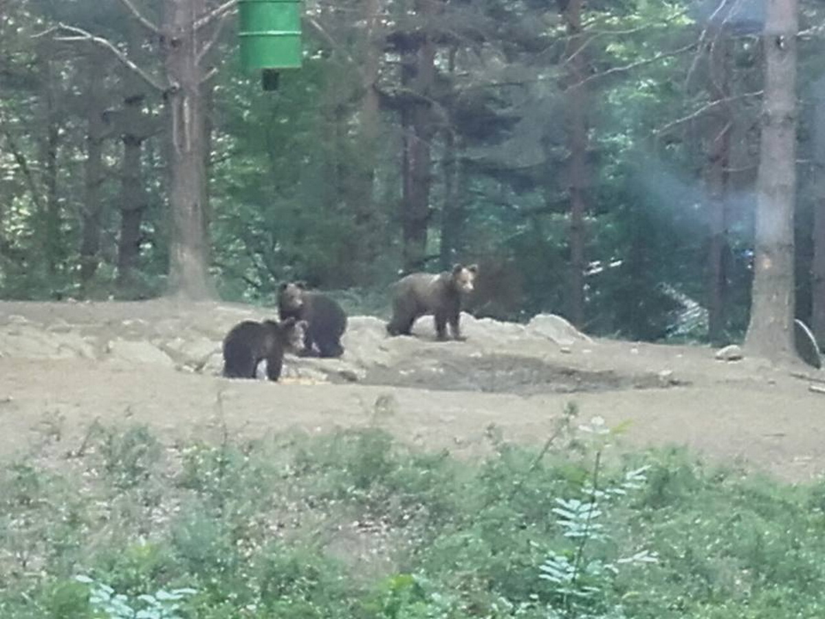 divechtroyan260318B ДИВЕЧЪТ В ТРОЯНСКИЯ БАЛКАН СЕ УВЕЛИЧАВА