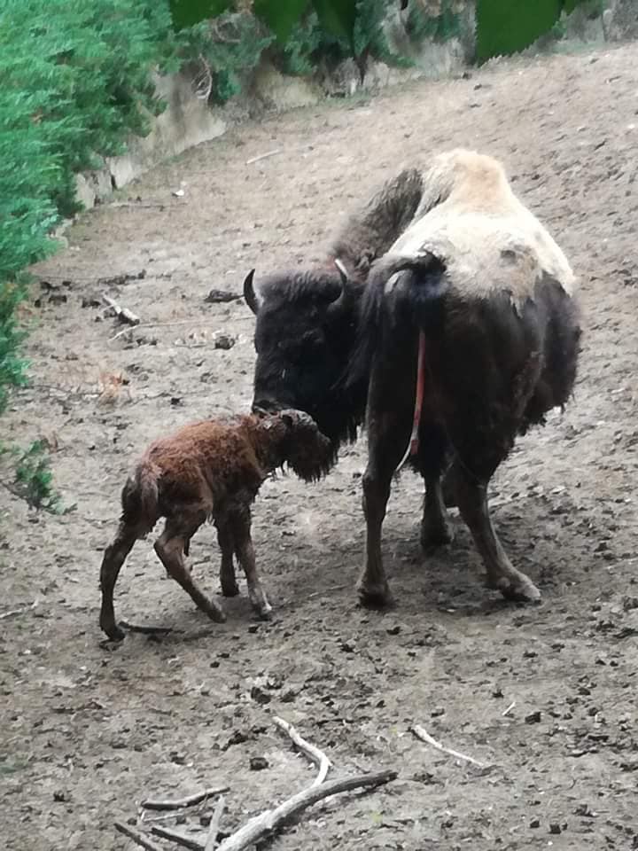zoo bizon1206181 Бебета бизонче и маймунче се родиха в Ловешкия Зоопарк