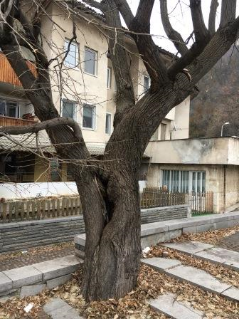 darveta402194 Комисия реши да бъдат премахнати заболели дървета на пл. „Тодор Кирков“ в Ловеч, ще бъдат засадени нови