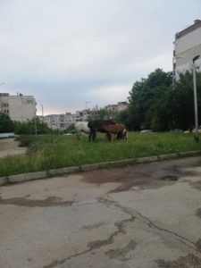 konebabak2506191 Властите в Ловеч не могат или не искат да се справят със „свободно“ разхождащите се коне в града
