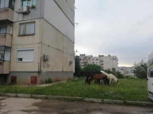 konebabak2506192 Властите в Ловеч не могат или не искат да се справят със „свободно“ разхождащите се коне в града