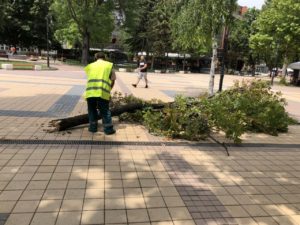 darvetapadnali407191 Силната буря в Ловеч на 3 юли повали дървета