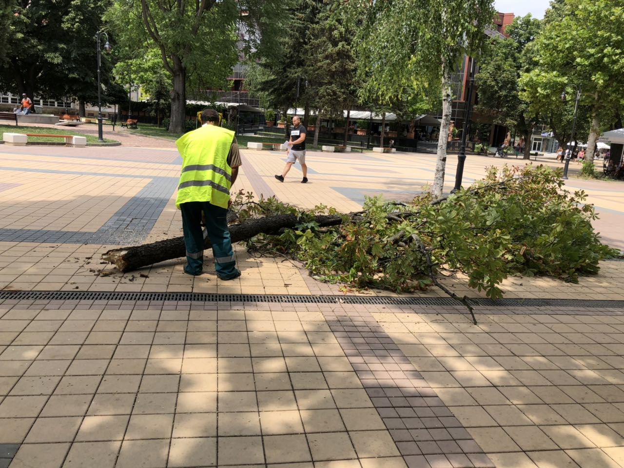 darvetapadnali407191 Силната буря в Ловеч на 3 юли повали дървета