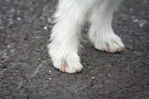 dogob104201 Община Ловеч: Наредбата за отглеждане на кучета задължава стопаните да чистят след тях