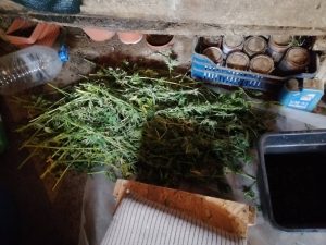 kababis police 21020 3 При специализираната полицейска операция са задържани двама мъже, на възраст 43 и 21 години с 80 растения канабис и килограми суха маса