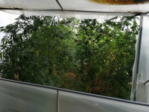 kababis police 21020 4 При специализираната полицейска операция са задържани двама мъже, на възраст 43 и 21 години с 80 растения канабис и килограми суха маса