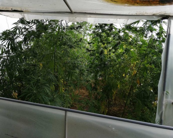 kababis police 21020 4 При специализираната полицейска операция са задържани двама мъже, на възраст 43 и 21 години с 80 растения канабис и килограми суха маса