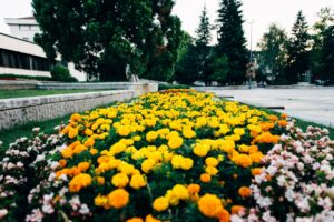 ulica cvetia troyan 1703221 За първа пролет – улица на цветята в Троян
