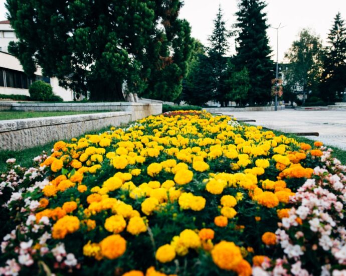 ulica cvetia troyan 1703221 За първа пролет – улица на цветята в Троян
