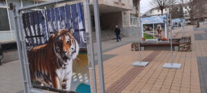 izlojba zoo 404221 5 Фотоизложба по случай 60 години от откриването на Зоопарка е експонирана на пешеходната зона пред Община Ловеч