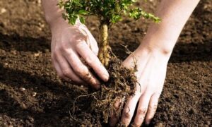 zalesiavane 1204221 Ученици от осем ловешки училища ще садят дръвчета на 14 април