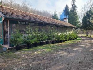 dgs lovech 2112221 Държавно горско стопанство-Ловеч направи безвъзмездно дарение на Община Кнежа, като предостави фиданки от обикновен смърч.