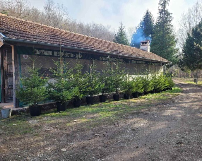 dgs lovech 2112221 Държавно горско стопанство-Ловеч направи безвъзмездно дарение на Община Кнежа, като предостави фиданки от обикновен смърч.