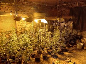 oranjeria treva 1312221 Разкрита е оранжерия за отглеждане на марихуана в село Голям Извор. Намерени са 81 саксии със засадени в тях растения от рода на конопа и 14,556 кг. суха зелена тревиста маса