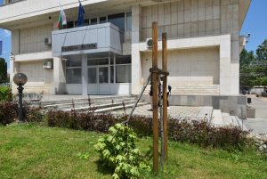 schupeno dravche 406231 Установен е злосторника счупил новопосадено дръвче в центъра на Ловеч