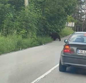 mechka troyan 1407231 Регионалният съвет по опазване на горите, дивеча и рибите със заседание на 18 юли