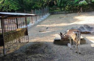 remont zoo lovech 507231 3 Пресцентър: Постоянни и растящи са грижите на Община Ловеч за състоянието на животните в местния Зоопарк
