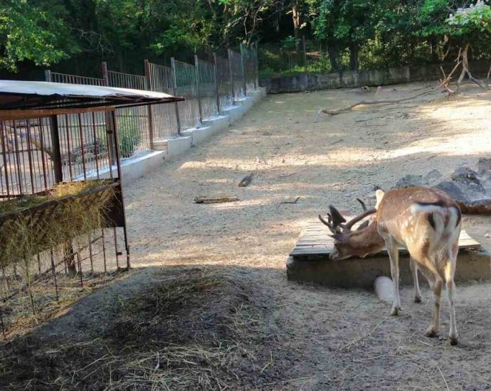 remont zoo lovech 507231 3 Пресцентър: Постоянни и растящи са грижите на Община Ловеч за състоянието на животните в местния Зоопарк