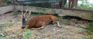 sarna708231 Сърна и сръндак пострадаха при пътнотранспортно произшествие в Ловешко