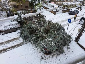 padnalo darvo 2511231 ОД на МВР Ловеч: Пътната обстановка на територията на област Ловеч е усложнена